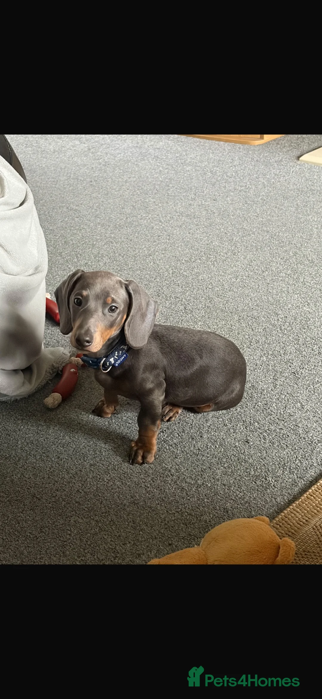 Miniature Dachshund dogs for sale: Miniature dachshund in Bangor - Advert 2