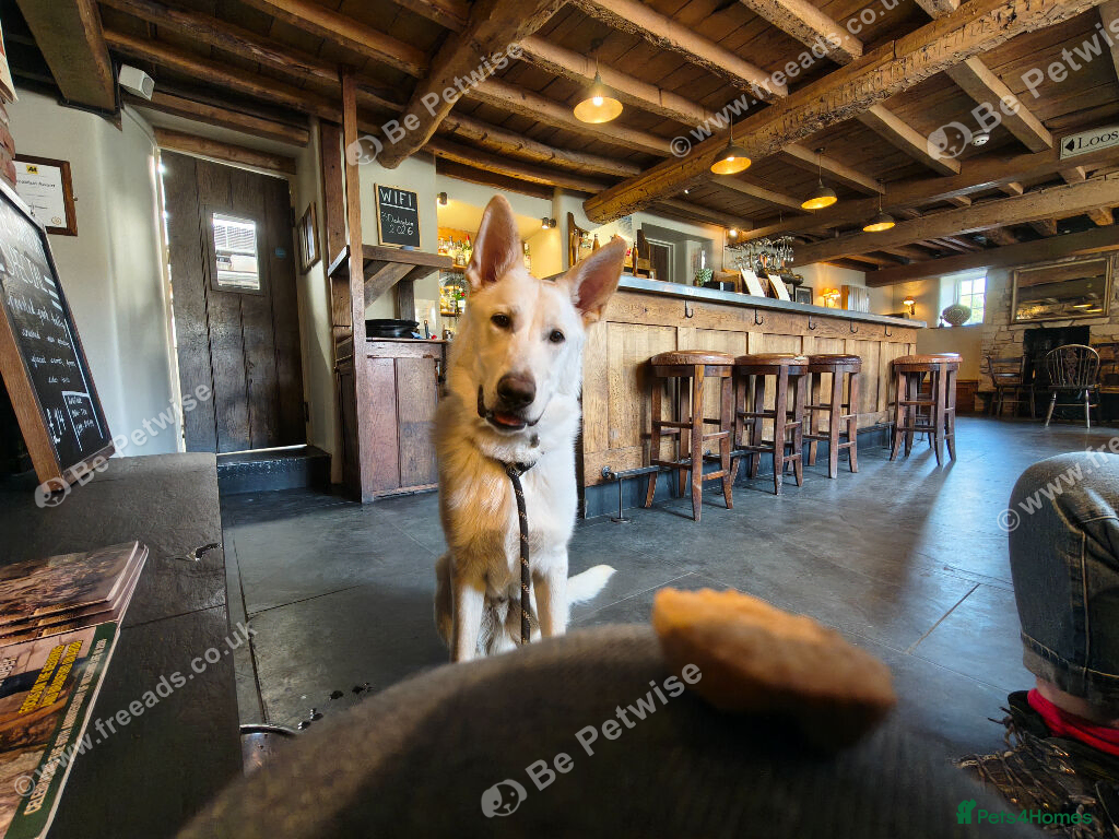 German Shepherd dogs for sale: Klaus-11 Month Old Male White Shepherd - Advert 2