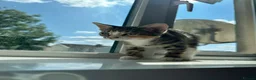 European cats for sale: 2 Adorable Kittens Looking for a Loving Home  - Advert 4