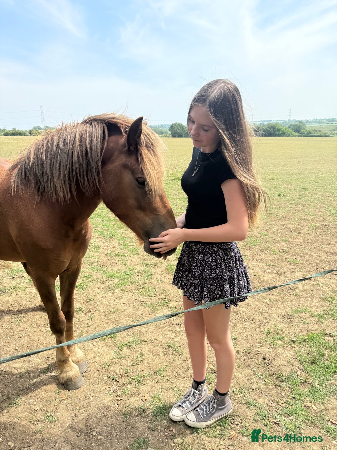 Dartmoor horses for sale: Gorgeous super friendly Dartmoor Pony - Advert 2