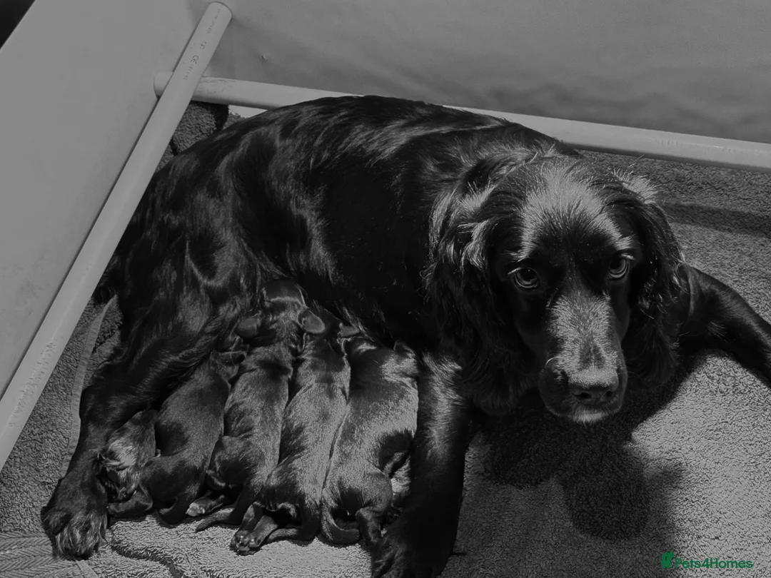Cocker Spaniel dogs for sale: Working Cocker Puppies for sale - Advert 1