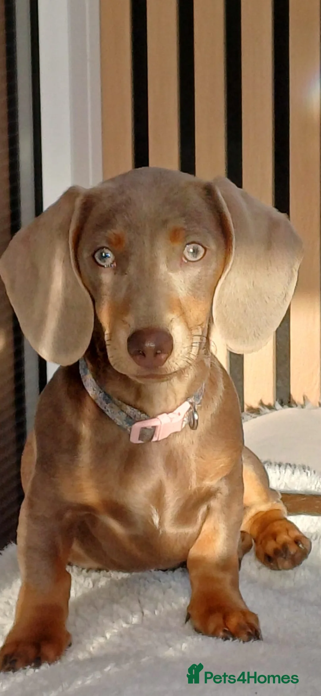 Dachshund dogs for sale: Isabella and Tan little girl dashound in Stockport - Advert 2