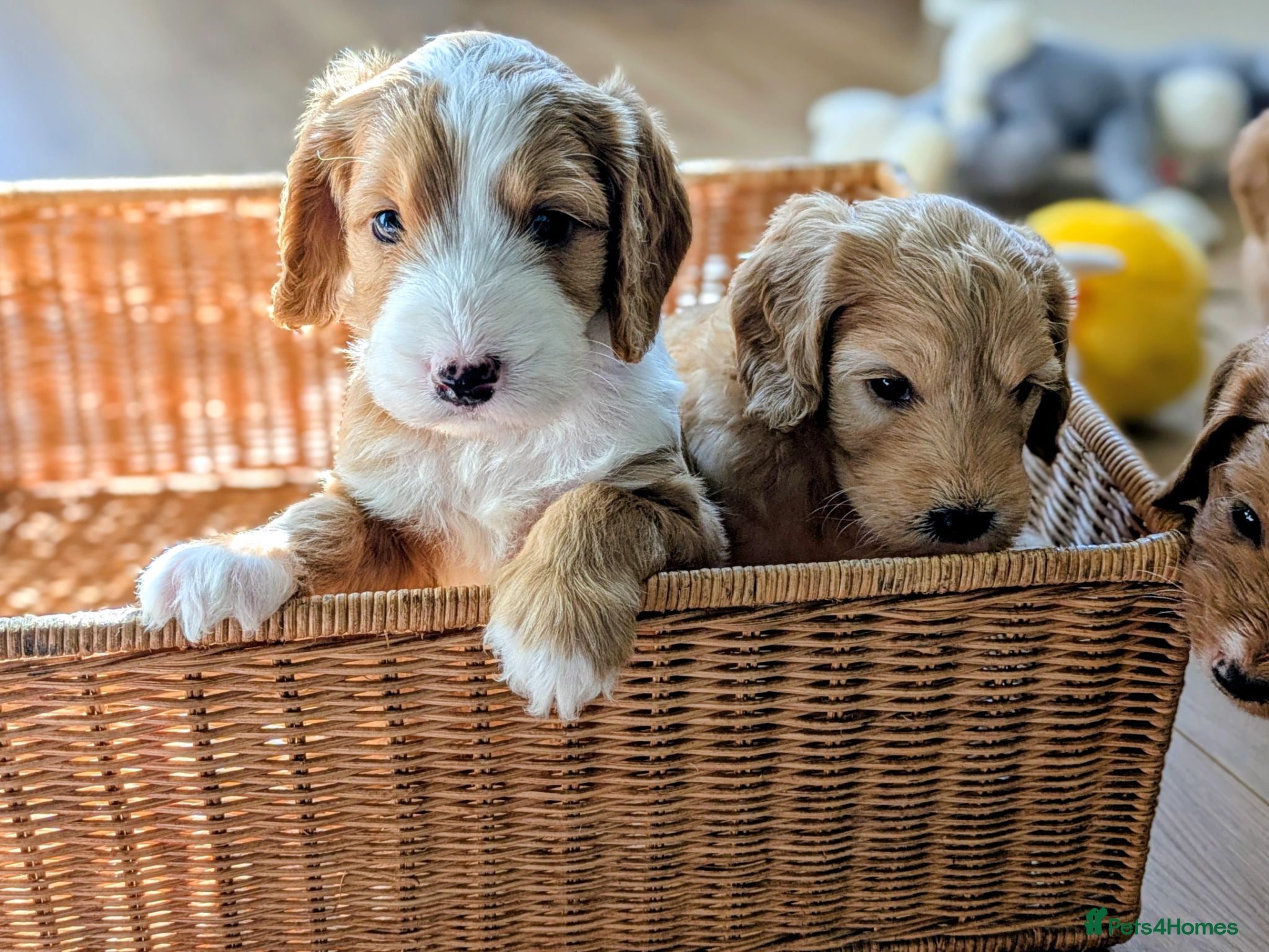 Cockapoo dogs Outstanding F1B DNA checked Cockerpoo puppies .  - Advert 18