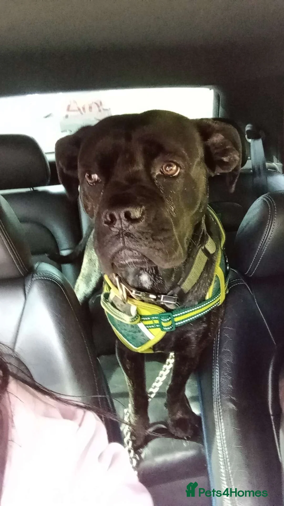 Cane Corso dogs for sale: Zara  in Cleckheaton - Advert 2