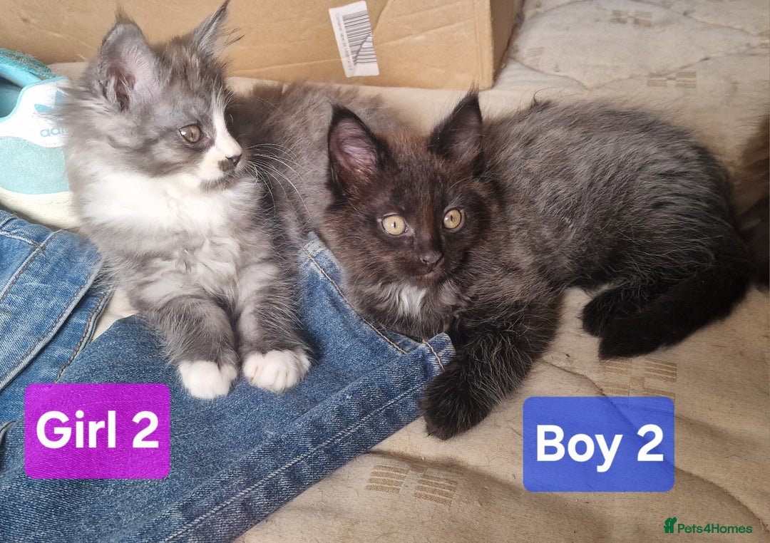 Maine Coon cats for sale: Gorgeous Half Maine Coon Boys and Girls  - Image 13