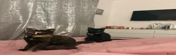 Domestic Shorthair cats for sale: Dollie and Minnie  - Advert 5