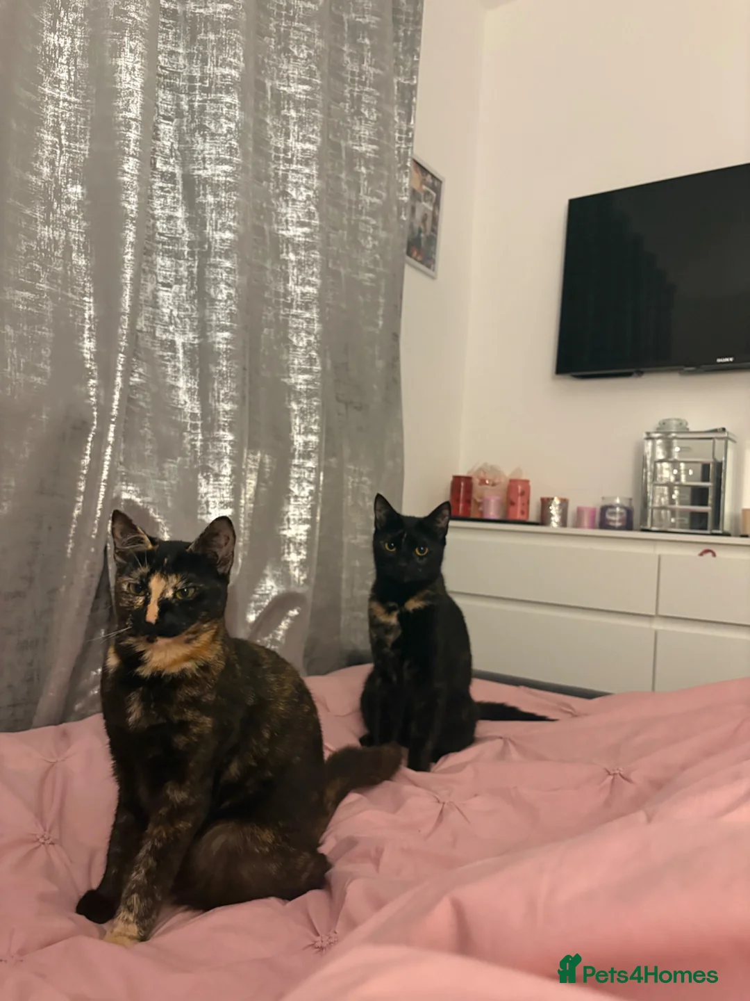 Domestic Shorthair cats for sale: Dollie and Minnie  - Advert 5