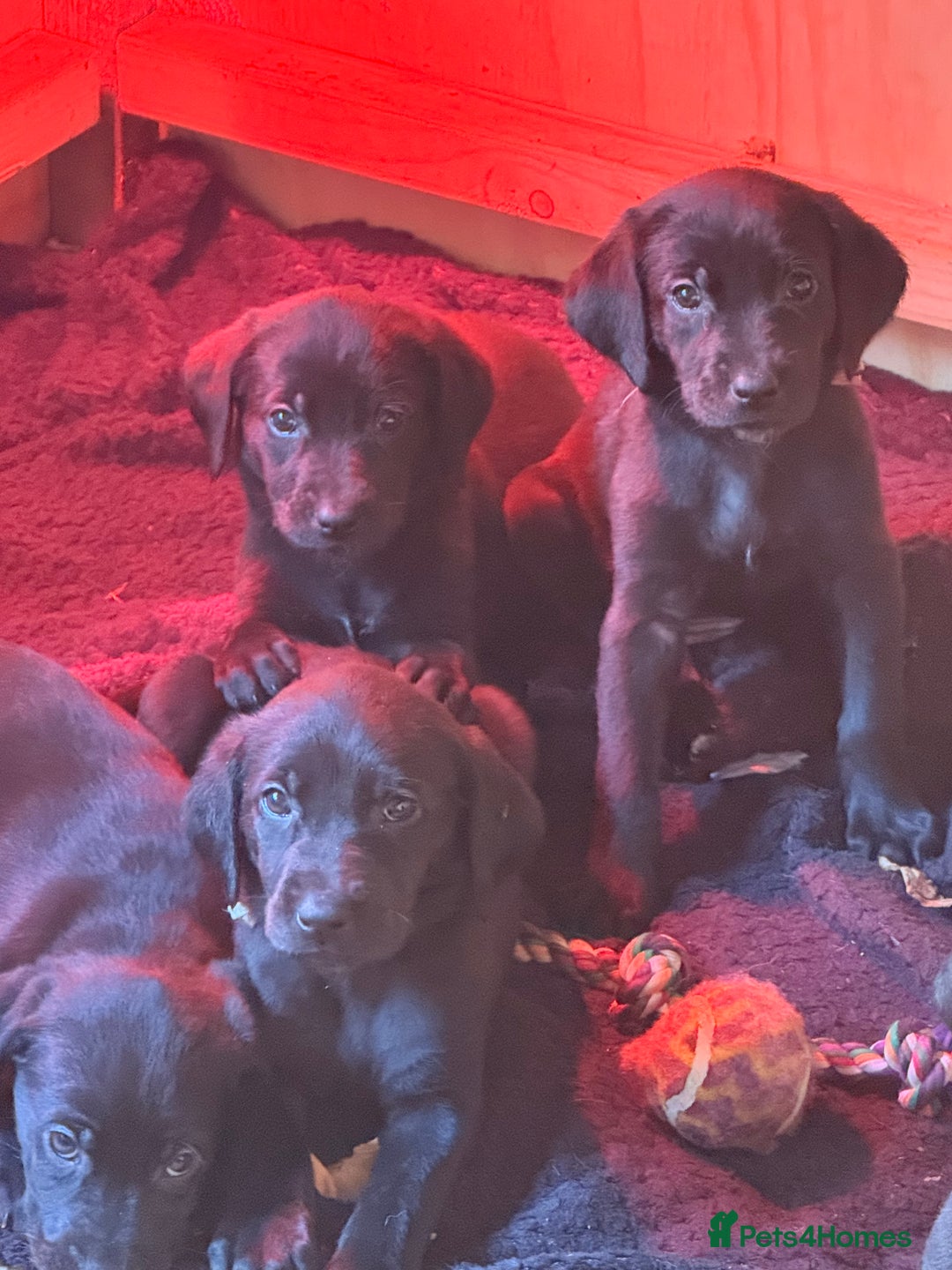 Mixed Breed dogs for sale: F1 Bloodhound X German Sheppard - Advert 6