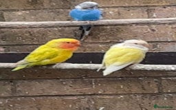 Mixed Breed birds for sale: Cute Birds - Image 8