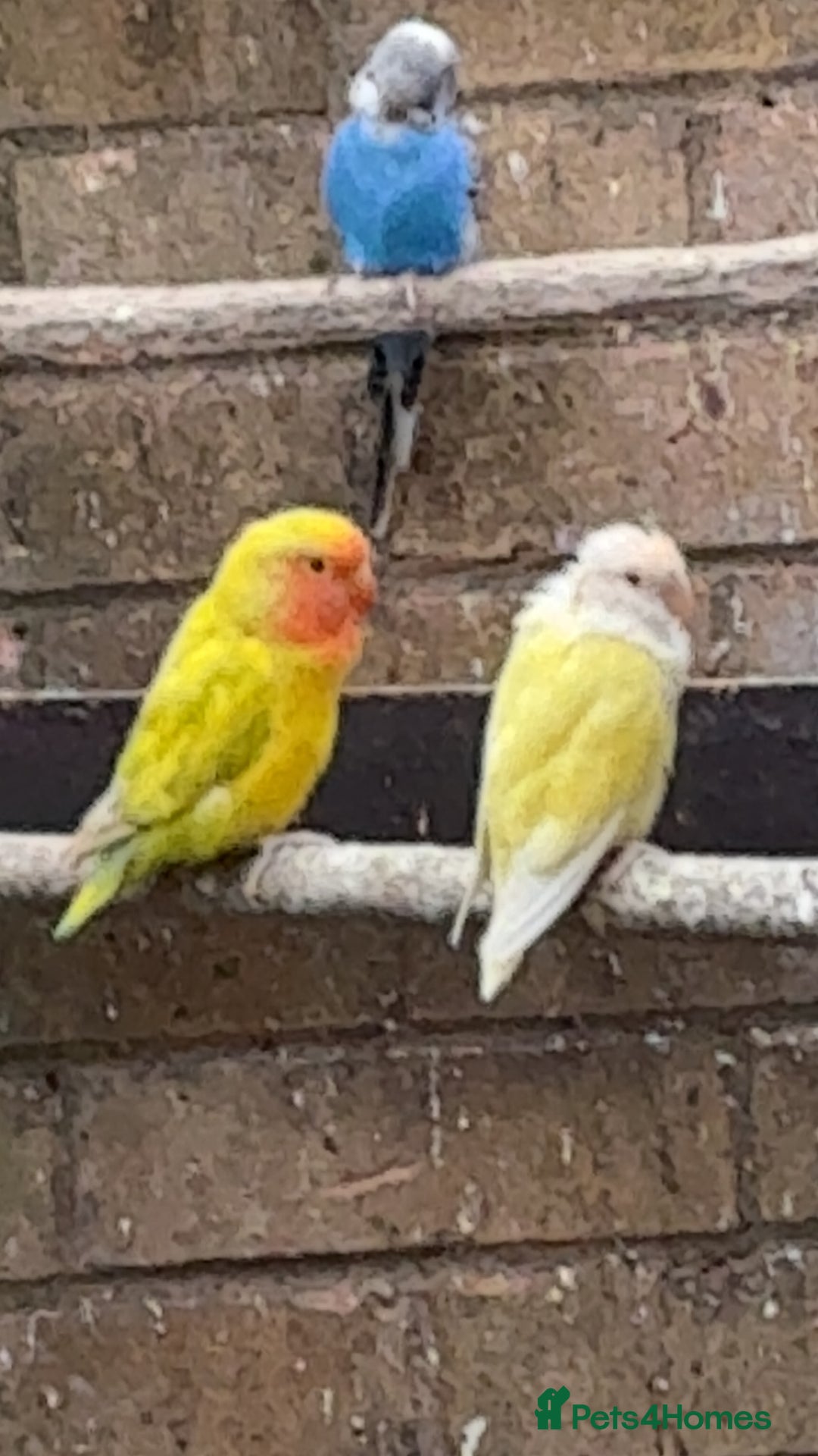 Mixed Breed birds for sale: Cute Birds - Image 8