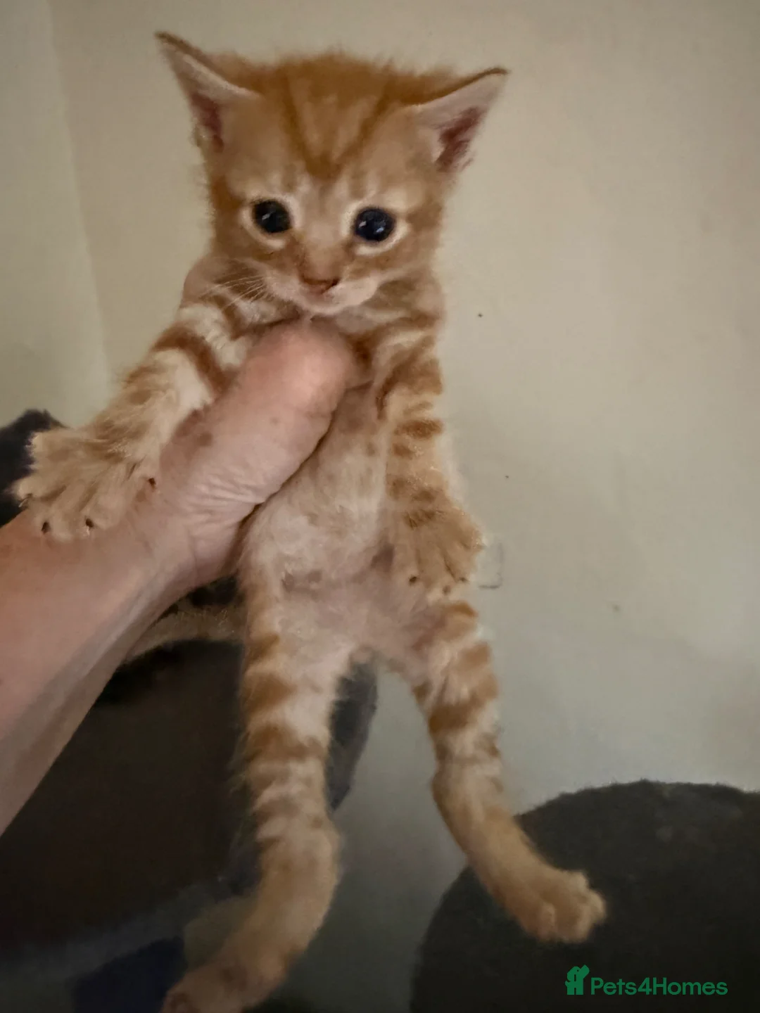 Maine Coon cats for sale: Beautiful Maine coone /shorthair kittens for sale  - Advert 2
