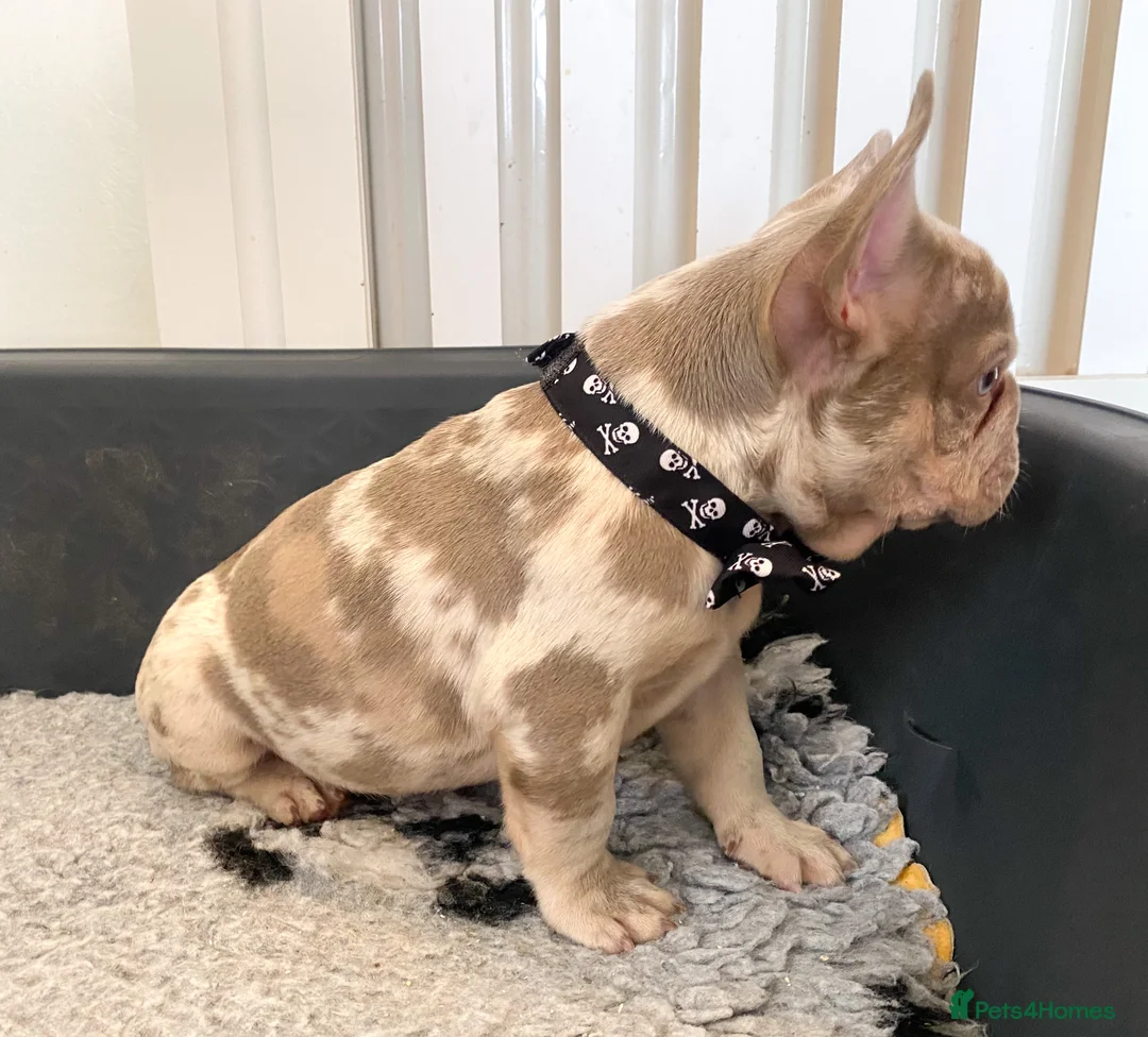 French Bulldog dogs for sale: NEWSHADE ISABELLA AND MERLE FRENCH BULLDOGS - Advert 17