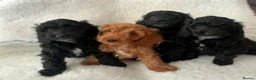 Cockapoo dogs for sale: Cockapoo puppies  - Advert 3