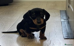 Miniature Dachshund dogs for sale: Ready now Last boy KC REG PRA CLEAR - Image 3
