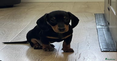 Miniature Dachshund dogs - Advert 8