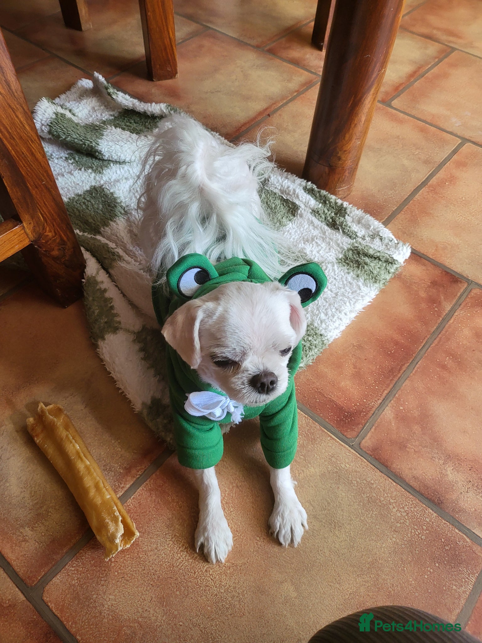 Bichon Frise dogs for sale: Korean Bison very small boy. - Advert 18