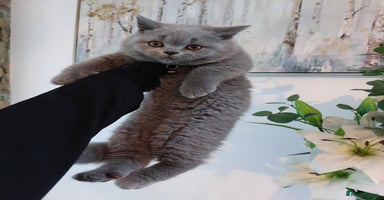 British Shorthair cats in Dudley - Advert 7