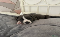 American Bull Staffy dogs for sale: American blue staffy female  - Image 9