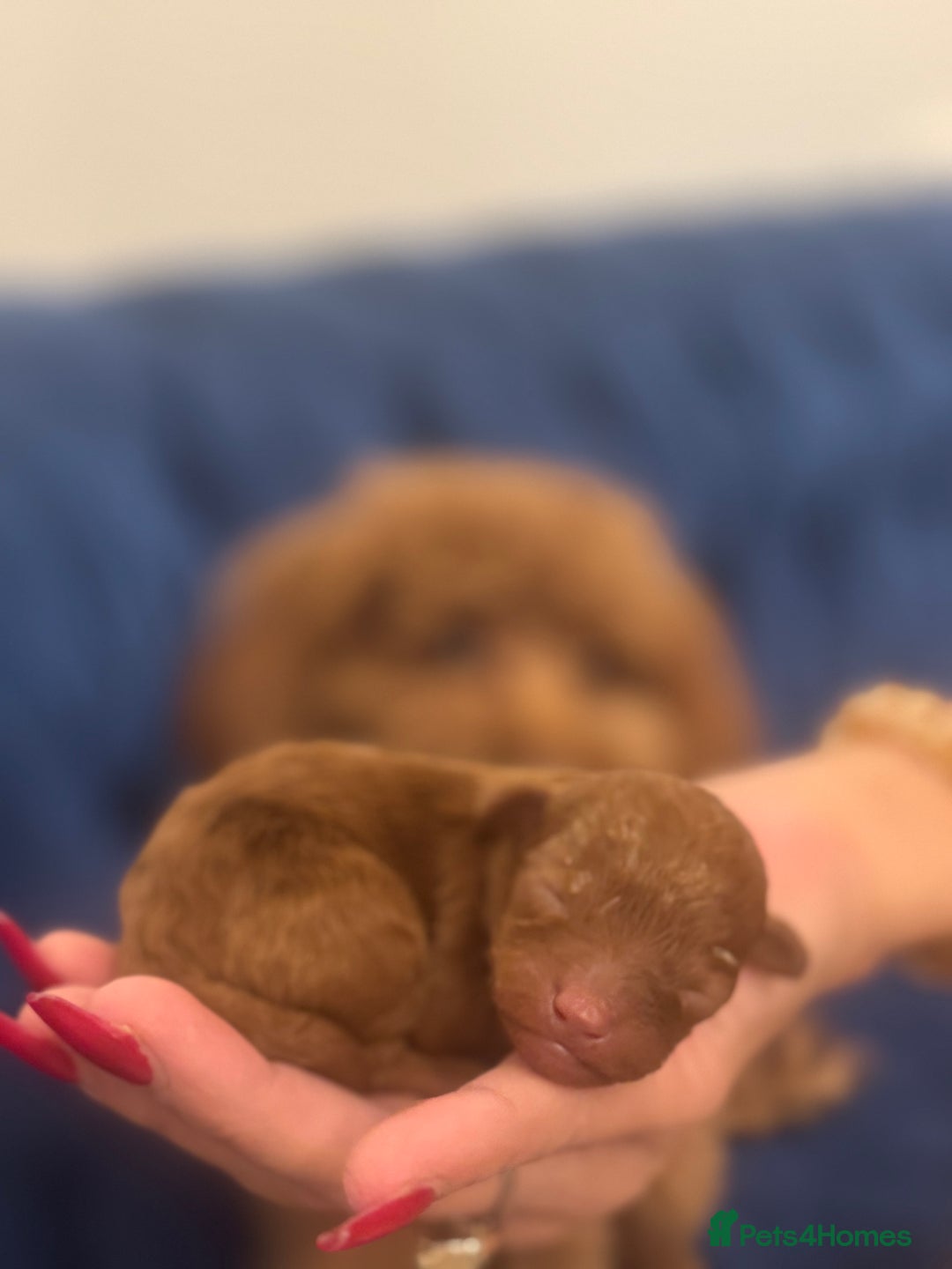 Toy Poodle dogs for sale: 1 Male toy poodle puppy left - Advert 3