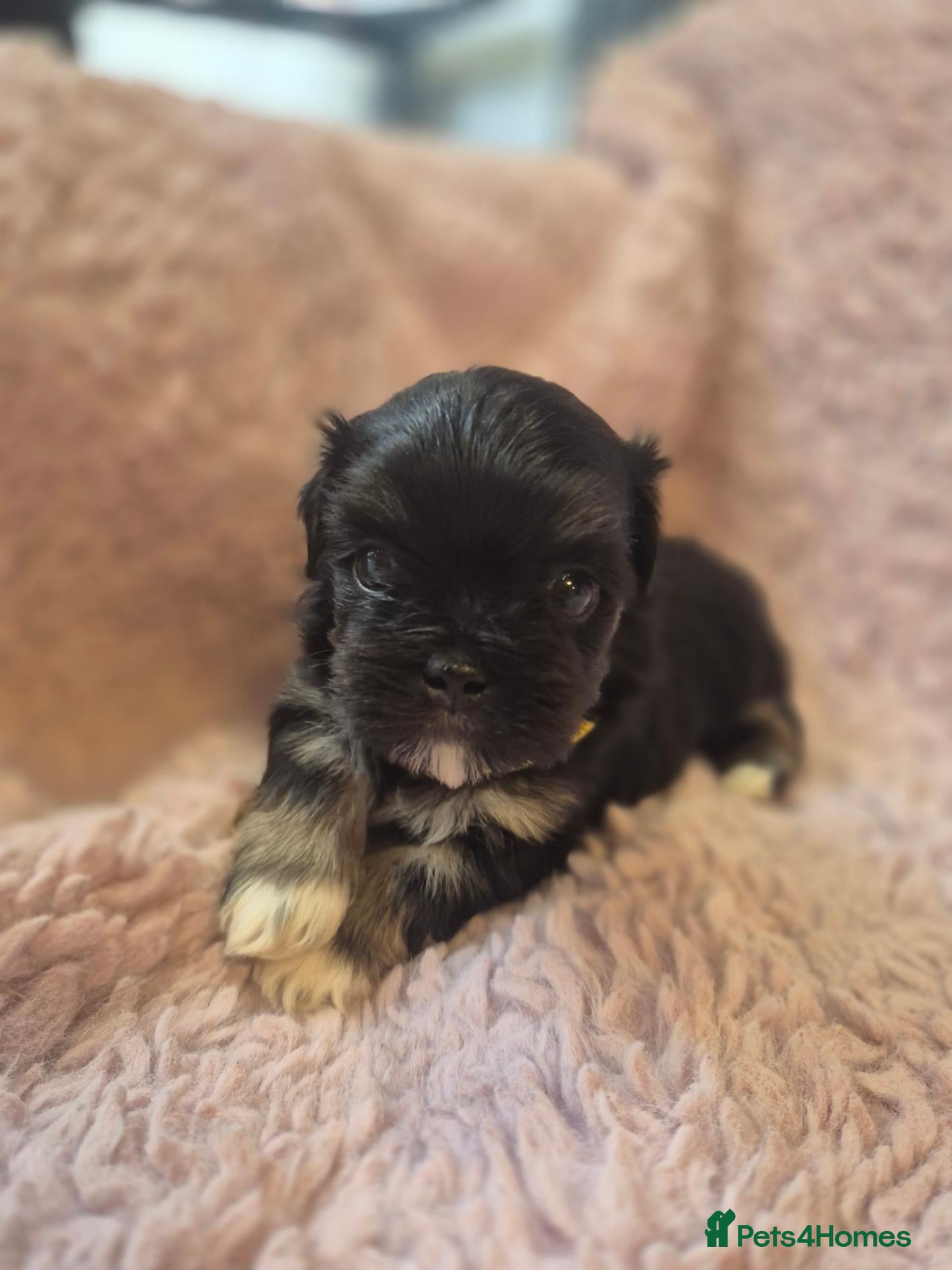 Lhasa Apso dogs KC LHASA APSO puppies 1 girl LEFT  - Advert 7