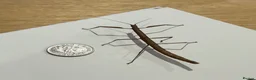 Stick Insects invertebrates for sale: Indian stick insects in Rayleigh - Advert 5