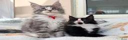 Maine Coon cats for sale: 1 Beautiful pedigree FEMALE Maine Coon kitten - Advert 11