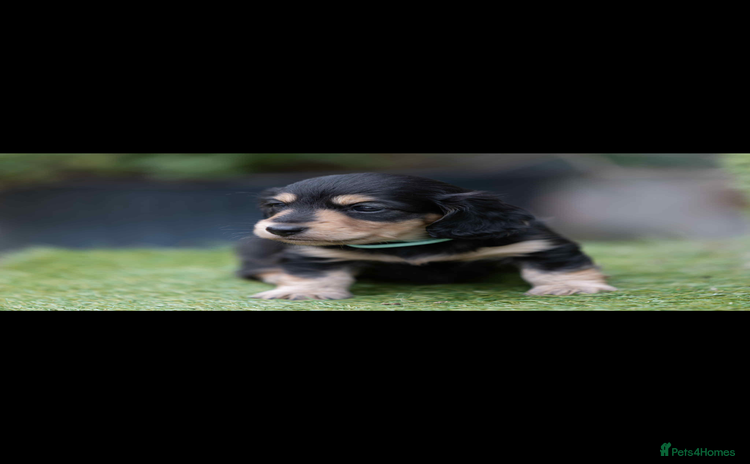 Dachshund dogs - Advert 3