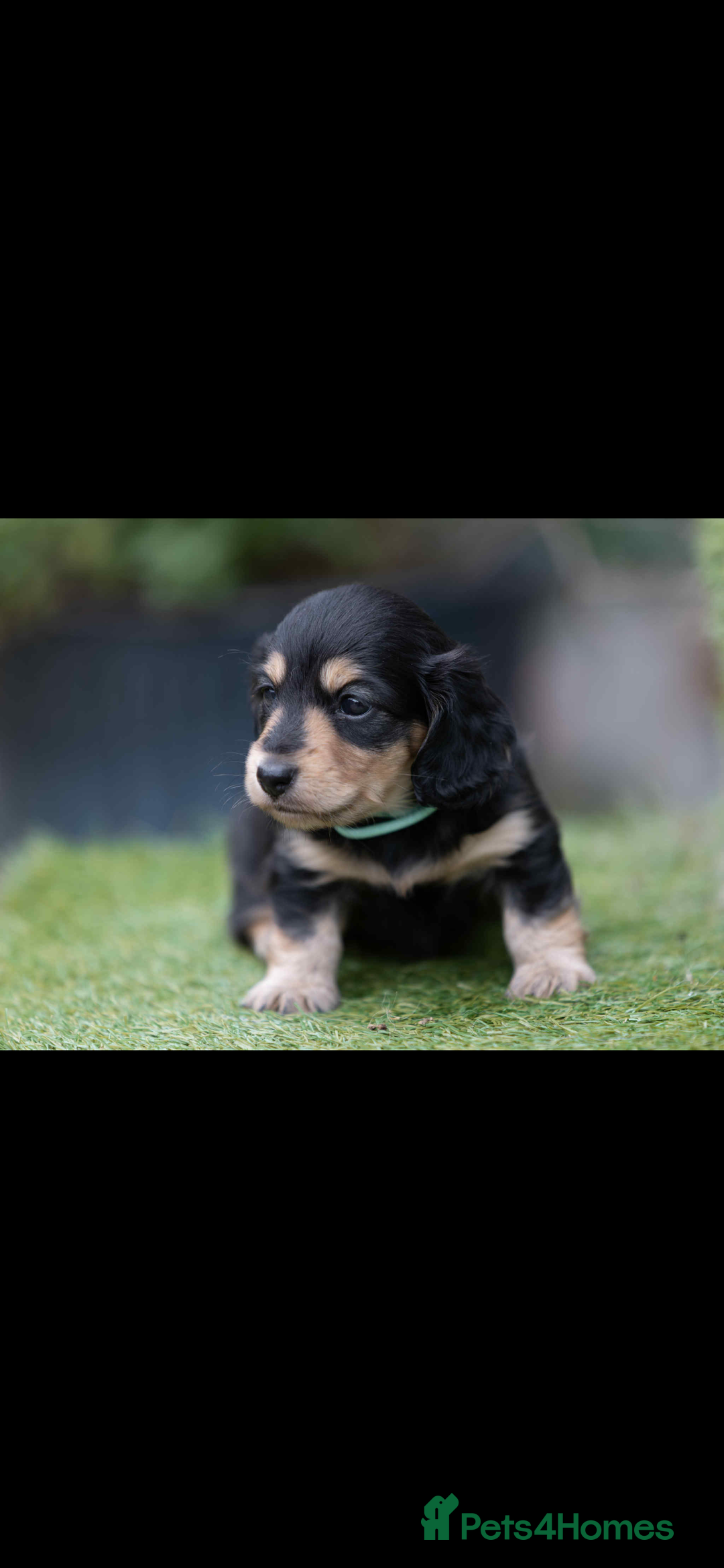 Dachshund dogs for sale: Dachsund puppies - Image 1