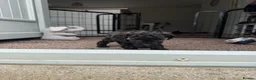 Miniature Poodle dogs for sale: 🖤 🐾 Gorgeous girl available 🐾 🖤 - Advert 25