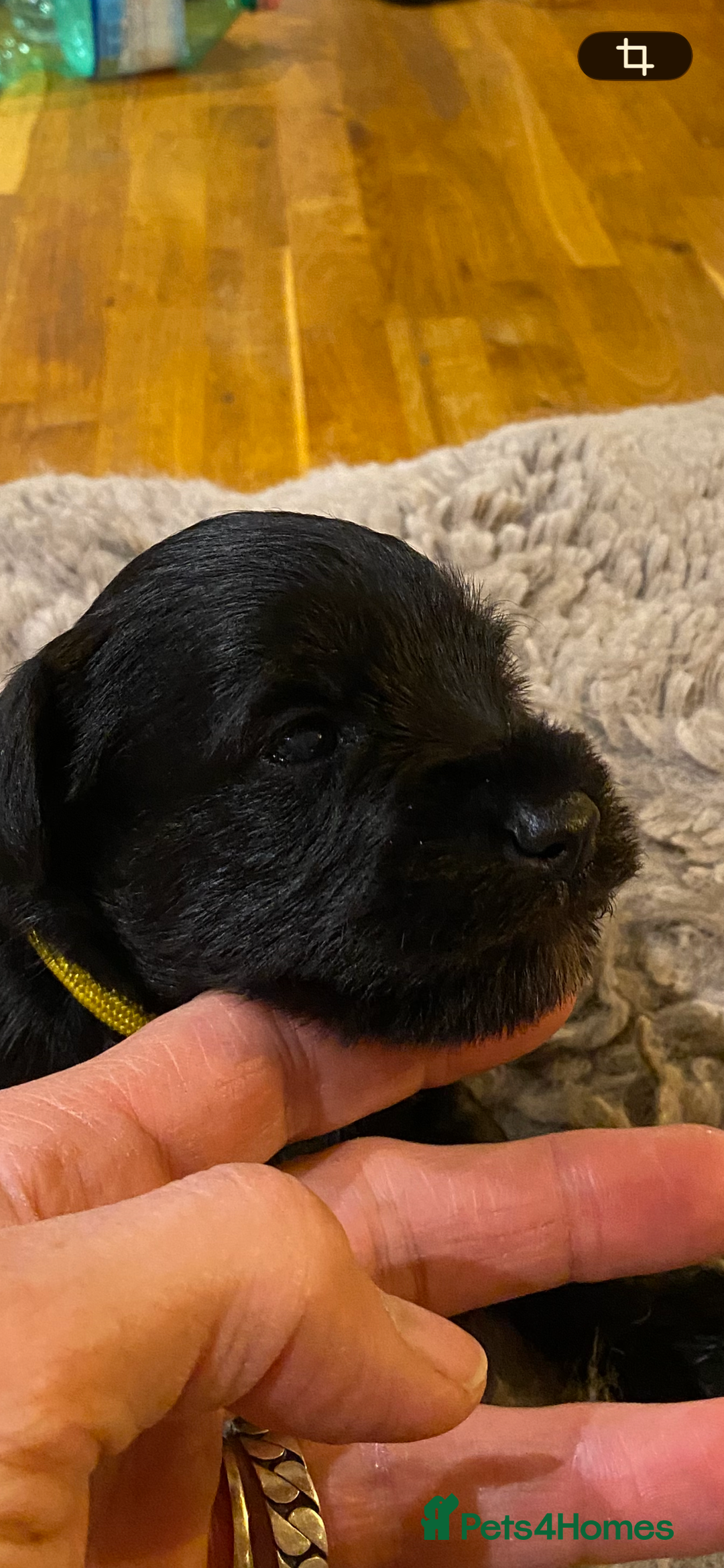 Miniature Schnauzer dogs for sale: 5*KC MINIATURE SCHNAUZER PUPPIES  - Advert 4