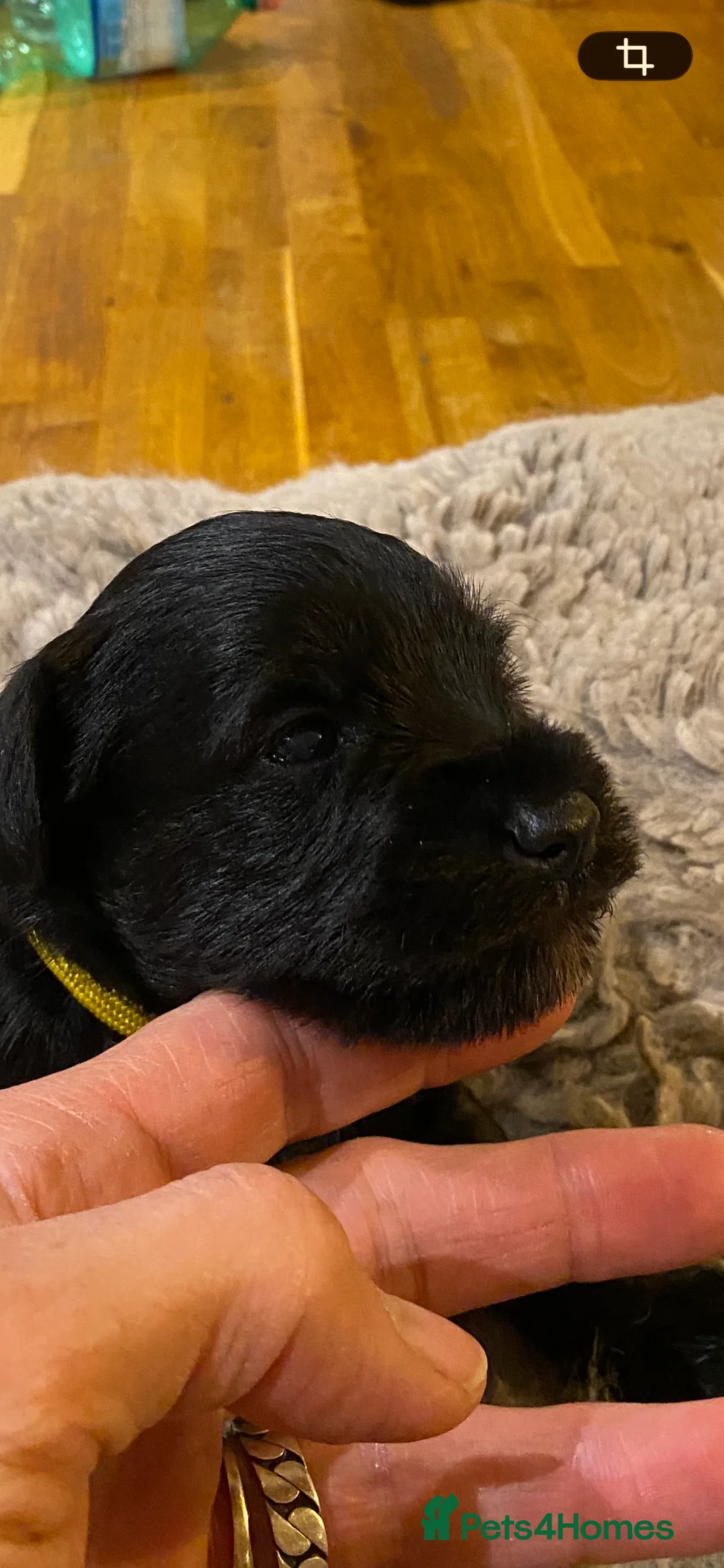 Miniature Schnauzer dogs for sale: 5*KC MINIATURE SCHNAUZER PUPPIES  - Advert 6