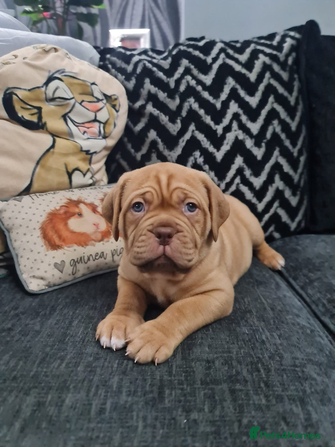 Dogue De Bordeaux dogs for sale: READY TO LEAVE! Stunning Dogue De Bordeaux Puppies - Advert 39