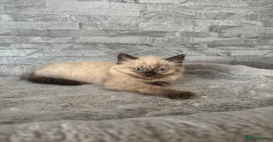 Ragdoll cats - Advert 6