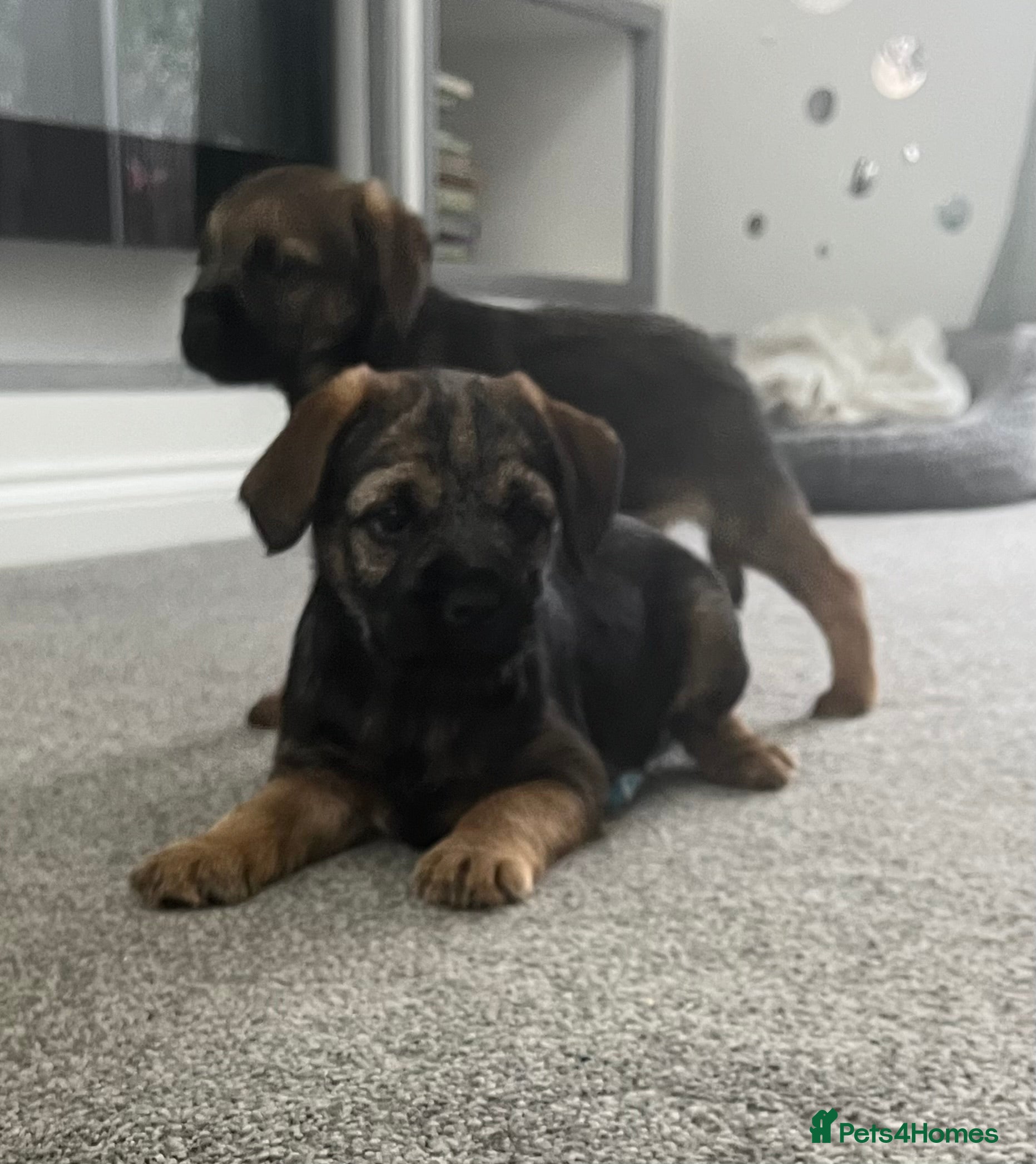 Border Terrier dogs 🐾 Adorable Border Terrier Puppies! 🐾 - Advert 1