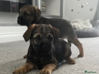 Border Terrier dogs 🐾 Adorable Border Terrier Puppies! 🐾 - Advert 1