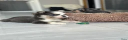 French Bulldog dogs for sale: French bulldog puppies  - Advert 35