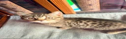 British Shorthair cats for sale: Stunning British Shorthair Kittens Ready Now! - Advert 34