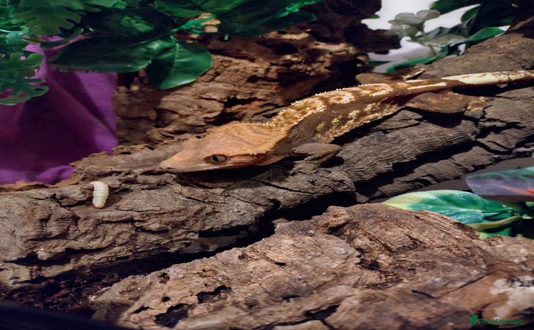 Gecko reptiles - Advert 1