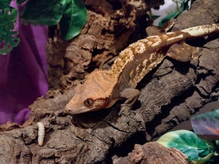 Gecko reptiles - Advert 5