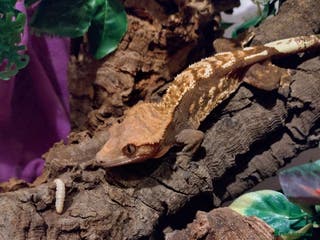 Gecko reptiles Cr sted Gecko high-end female - Advert 4