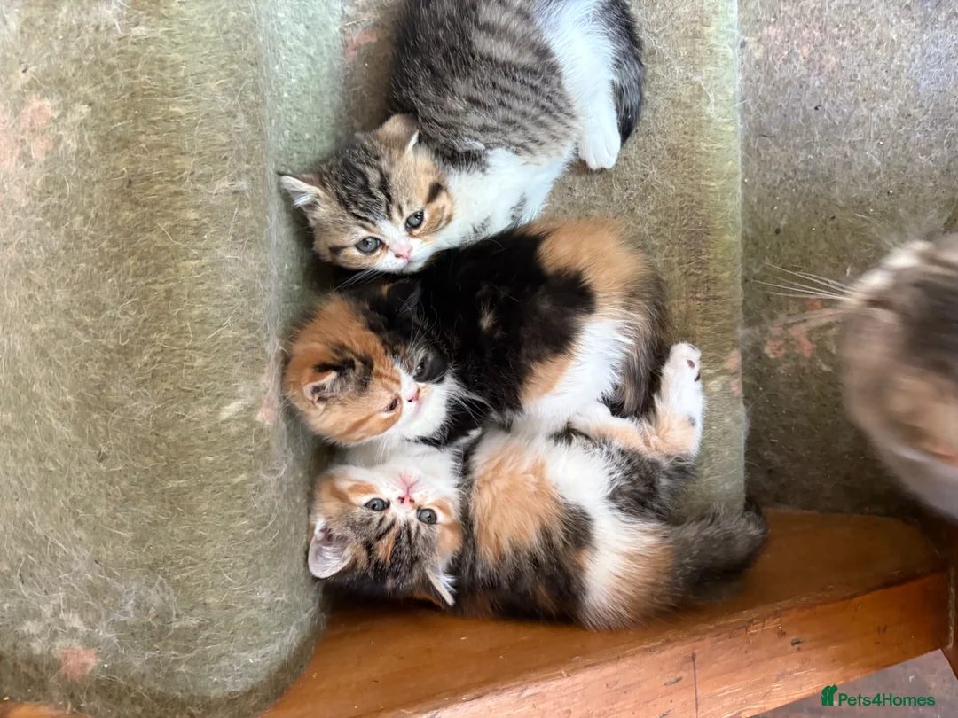 Exotic cats for sale: Stunning Tortie - Advert 1