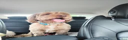 Cockapoo dogs for sale: Cockapoo puppies Doncaster - Advert 17