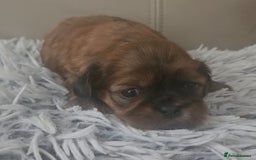 Shih Tzu dogs for sale: Imperial Shih tzu Puppies - Image 12