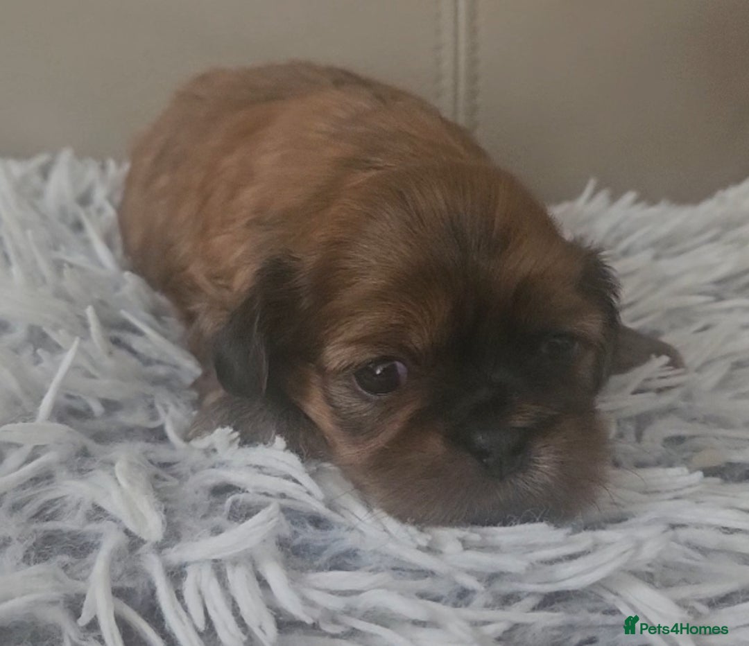 Shih Tzu dogs for sale: Imperial Shih tzu Puppies - Image 12