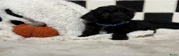 Jackapoo dogs for sale: *** Stunning Jackapoos Ready Now - Advert 24