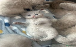 British Shorthair cats for sale: Lilic GCCF registered active champion lines  - Image 33