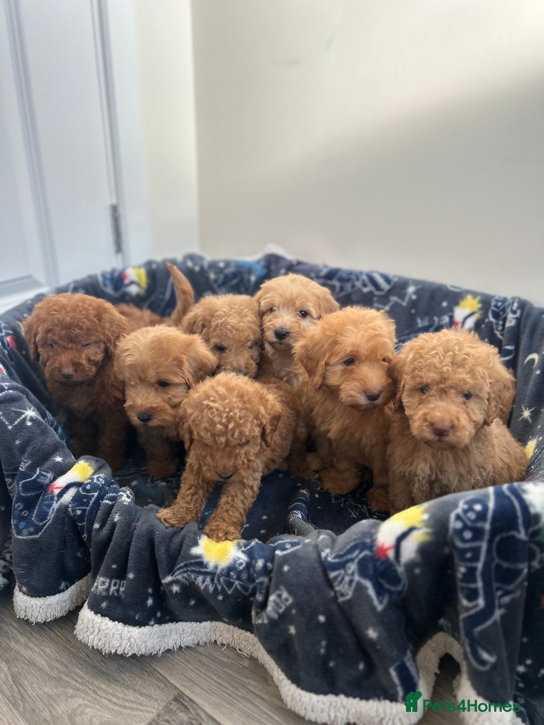 Cockapoo dogs for sale: 8 weeks old beautiful Cockapoo puppies  - Image 21