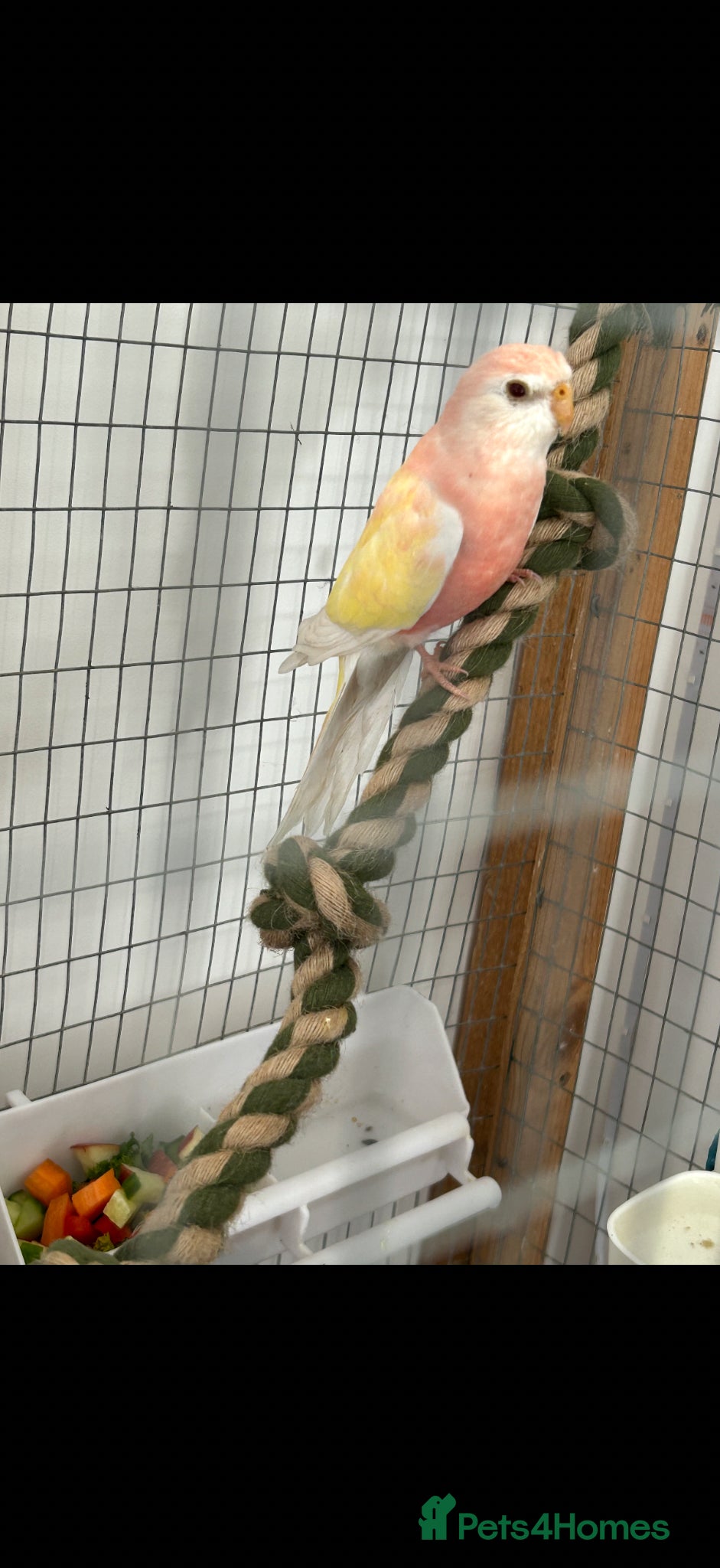 Parrots birds Pair of bourkes male & female  - Advert 1