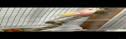 Parrots birds for sale: Pair of bourkes male & female  in Burton-on-Trent - Advert 1