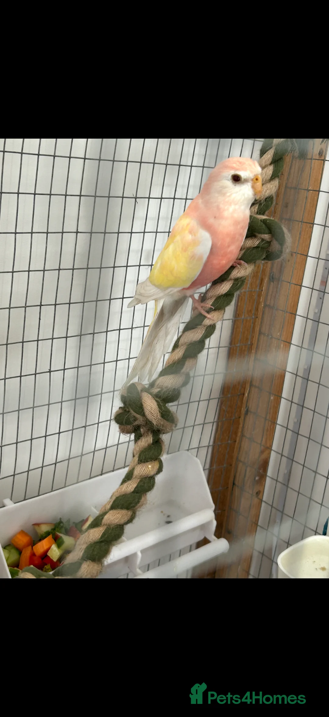 Parrots birds for sale: Pair of bourkes male & female  in Burton-on-Trent - Advert 1